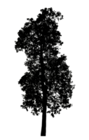 Realistic tree silhouette isolated on transparent background with clipping path and alpha channel png
