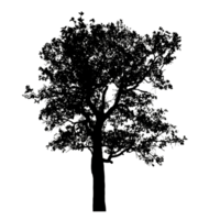 Realistic tree silhouette isolated on transparent background with clipping path and alpha channel png