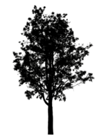 Realistic tree silhouette isolated on transparent background with clipping path and alpha channel png