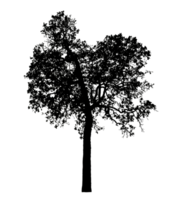 Realistic tree silhouette isolated on transparent background with clipping path and alpha channel png