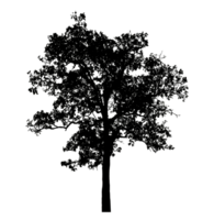 Realistic tree silhouette isolated on transparent background with clipping path and alpha channel png