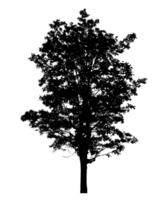 Realistic tree silhouette isolated on transparent background with clipping path and alpha channel png
