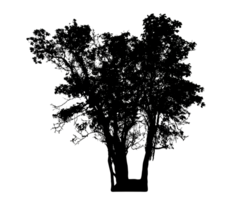 Realistic tree silhouette isolated on transparent background with clipping path and alpha channel png