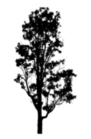 Realistic tree silhouette isolated on transparent background with clipping path and alpha channel png
