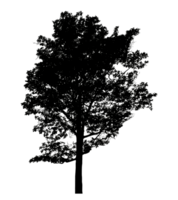 Realistic tree silhouette isolated on transparent background with clipping path and alpha channel png