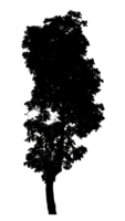 Realistic tree silhouette isolated on transparent background with clipping path and alpha channel png