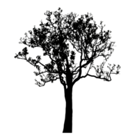 Realistic tree silhouette isolated on transparent background with clipping path and alpha channel png