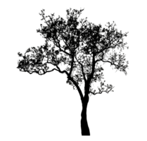 Realistic tree silhouette isolated on transparent background with clipping path and alpha channel png