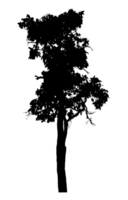 Realistic tree silhouette isolated on transparent background with clipping path and alpha channel png