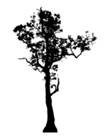 Realistic tree silhouette isolated on transparent background with clipping path and alpha channel png