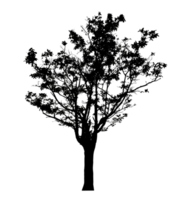 Realistic tree silhouette isolated on transparent background with clipping path and alpha channel png