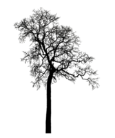 Realistic tree silhouette isolated on transparent background with clipping path and alpha channel png