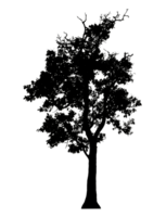 Realistic tree silhouette isolated on transparent background with clipping path and alpha channel png