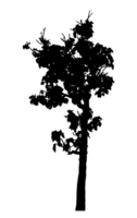 Realistic tree silhouette isolated on transparent background with clipping path and alpha channel png