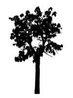 Realistic tree silhouette isolated on transparent background with clipping path and alpha channel png