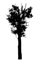 Realistic tree silhouette isolated on transparent background with clipping path and alpha channel png