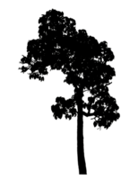 Realistic tree silhouette isolated on transparent background with clipping path and alpha channel png