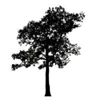 Realistic tree silhouette isolated on transparent background with clipping path and alpha channel png
