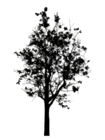 Realistic tree silhouette isolated on transparent background with clipping path and alpha channel png