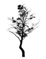 Realistic tree silhouette isolated on transparent background with clipping path and alpha channel png