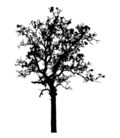 Realistic tree silhouette isolated on transparent background with clipping path and alpha channel png