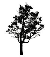 Realistic tree silhouette isolated on transparent background with clipping path and alpha channel png