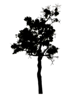 Realistic tree silhouette isolated on transparent background with clipping path and alpha channel png