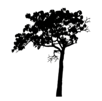Realistic tree silhouette isolated on transparent background with clipping path and alpha channel png