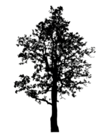 Realistic tree silhouette isolated on transparent background with clipping path and alpha channel png