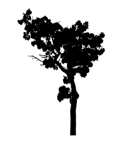 Realistic tree silhouette isolated on transparent background with clipping path and alpha channel png
