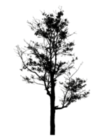 Realistic tree silhouette isolated on transparent background with clipping path and alpha channel png