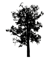 Realistic tree silhouette isolated on transparent background with clipping path and alpha channel png