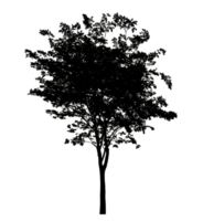 Realistic tree silhouette isolated on transparent background with clipping path and alpha channel png