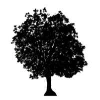 Realistic tree silhouette isolated on transparent background with clipping path and alpha channel png