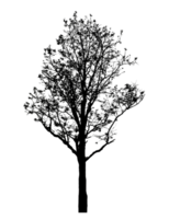 Realistic tree silhouette isolated on transparent background with clipping path and alpha channel png