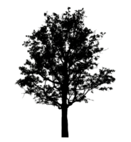 Realistic tree silhouette isolated on transparent background with clipping path and alpha channel png