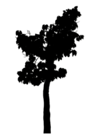 Realistic tree silhouette isolated on transparent background with clipping path and alpha channel png