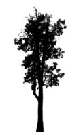 Realistic tree silhouette isolated on transparent background with clipping path and alpha channel png