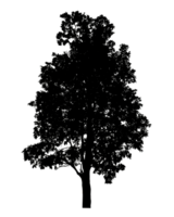 Realistic tree silhouette isolated on transparent background with clipping path and alpha channel png