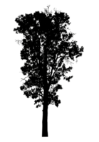 Realistic tree silhouette isolated on transparent background with clipping path and alpha channel png