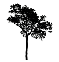 Realistic tree silhouette isolated on transparent background with clipping path and alpha channel png