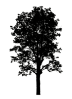 Realistic tree silhouette isolated on transparent background with clipping path and alpha channel png