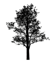 Realistic tree silhouette isolated on transparent background with clipping path and alpha channel png