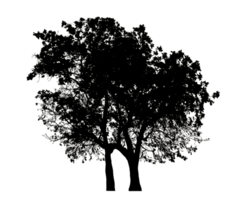 Realistic tree silhouette isolated on transparent background with clipping path and alpha channel png