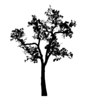 Realistic tree silhouette isolated on transparent background with clipping path and alpha channel png