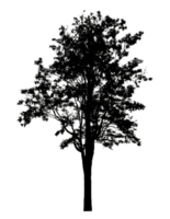 Realistic tree silhouette isolated on transparent background with clipping path and alpha channel png