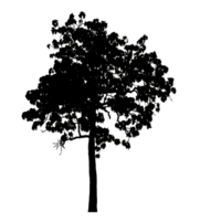 Realistic tree silhouette isolated on transparent background with clipping path and alpha channel png