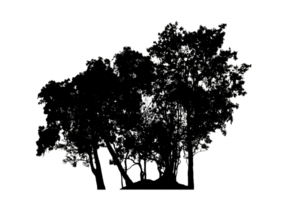 Realistic tree silhouette isolated on transparent background with clipping path and alpha channel png