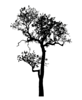 Realistic tree silhouette isolated on transparent background with clipping path and alpha channel png