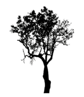 Realistic tree silhouette isolated on transparent background with clipping path and alpha channel png